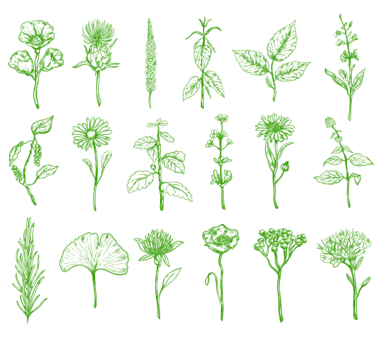 Plantes